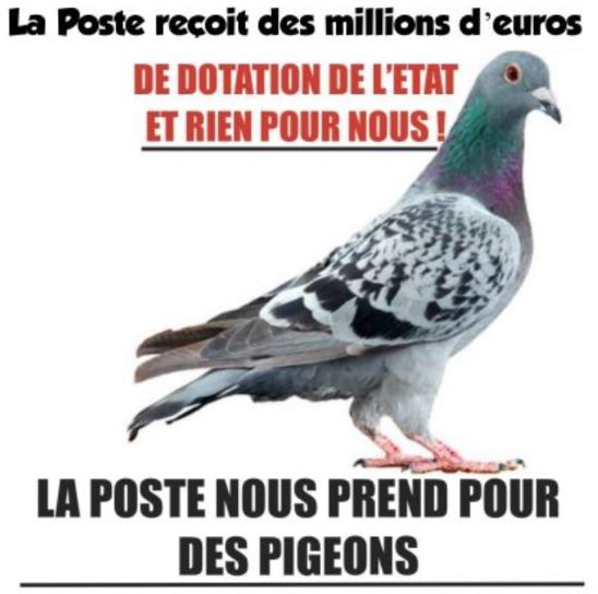 pigeonsEuropeennes